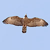 Crested Honey Buzzard