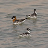 Red-necked Phalaropes