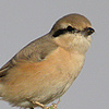 Daurian Shrike