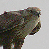 Long-legged Buzzard