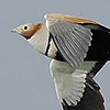 Black-bellied Sandgrouse