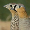 Crowned Sandgrouse