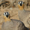 Crowned Sandgrouse