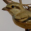 Daurian Shrike