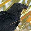 Fan-tailed Raven