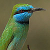 Little Green Bee-eater