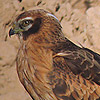 Montagu's Harrier