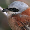 Red-backed Shrike