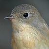 Red-breasted Flycatcher