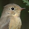 Red-breasted Flycatcher