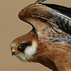 Red-footed Falcon