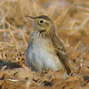 Richard's Pipit