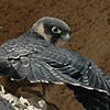 Sooty Falcon