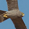 Sooty Falcon