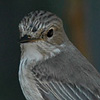 Spotted Flycatcher