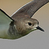 White-tailed Lapwing