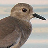 White-tailed Lapwing