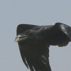 Common Raven