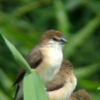 Indian Silverbill