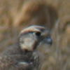 Lanner Falcon