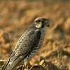 Lanner Falcon