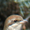 Red-backed Shrike