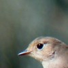 Red-breasted Flycatcher