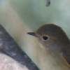 Red-breasted Flycatcher