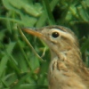 Richards Pipit