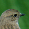 Siberian stonechat