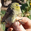 Cinereous Bunting