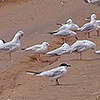 Gull-billed Tern