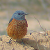 Rock Thrush