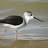 Black-winged Stilt