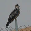 Black Kites