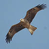 Black Kites