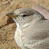 Desert Lark