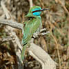 Little Green Bee-eater