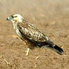 Long-Legged Buzzard