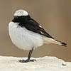 Mourning Wheatear