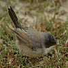 Sardinian Warbler