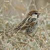 Spanish Sparrow