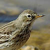 Water Pipit