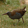 Water Rail