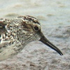 Broad-billed Sandpiper