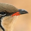 Collared Pratincole