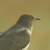 Common Cuckoo