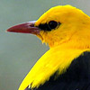 Golden Oriole