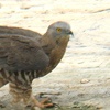 Honey Buzzard