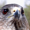 Levant Sparrowhawk